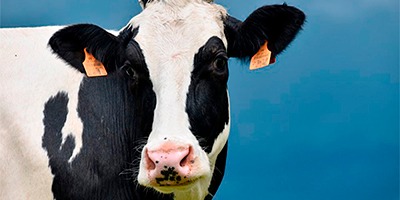 Leche de vaca: Beneficios y contraindicaciones 