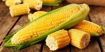 ¿El maíz es un cereal?