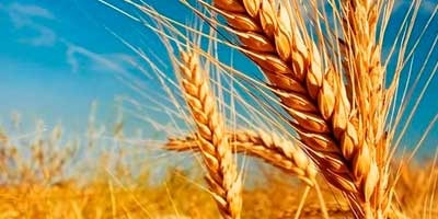 Beneficios del trigo